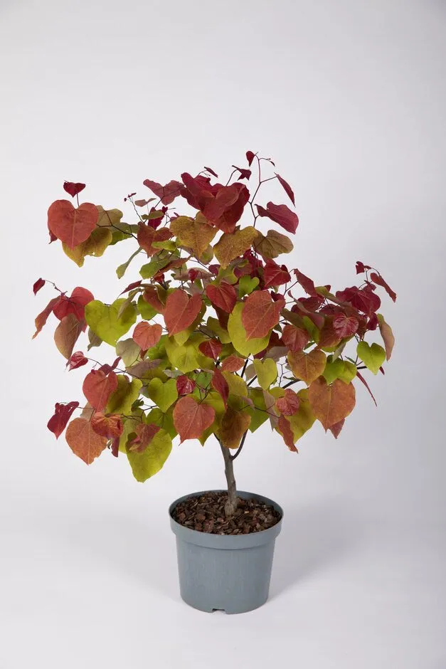Cercis canadensis 'Eternal Flame'. Shortlisted for Chelsea Plant of the Year. RHS Chelsea Flower Show 2021.