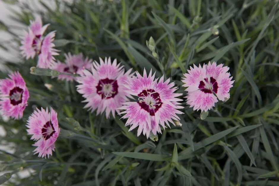 Dianthus 'Berry Blush'. Shortlisted for Chelsea Plant of the Year. RHS Chelsea Flower Show 2021. RHS / Sarah Cuttle