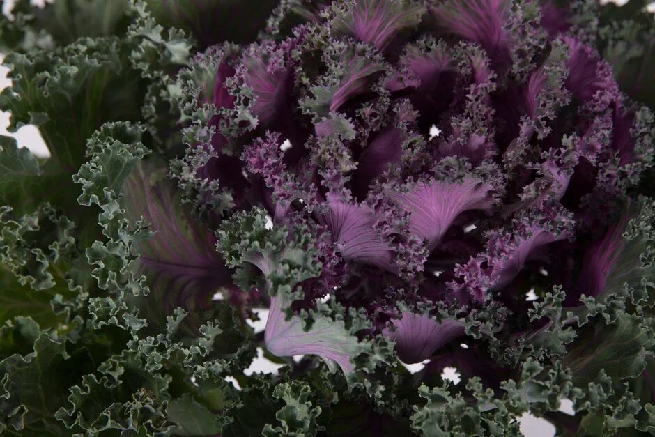 Kale 'Rainbow Candy Crush'. Shortlisted for Chelsea Plant of the Year. RHS Chelsea Flower Show 2021. RHS / Sarah Cuttle