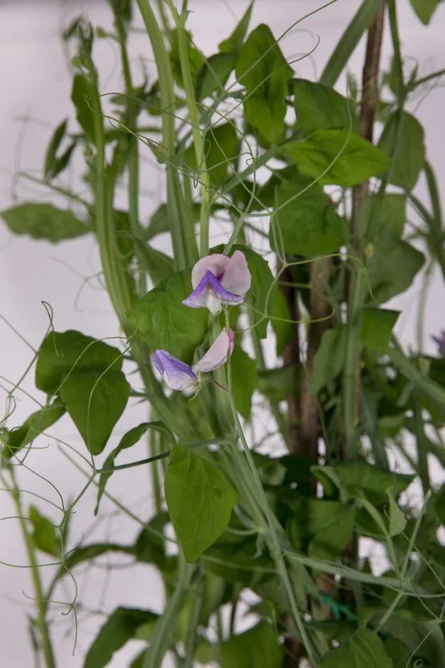 Lathyrus 'Three Times as Sweet'. Shortlisted for Chelsea Plant of the Year. RHS Chelsea Flower Show 2021. RHS / Sarah Cuttle