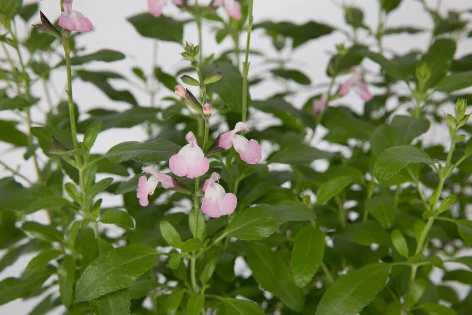 Salvia microphylla 'Anduus'. Shortlisted for Chelsea Plant of the Year. RHS Chelsea Flower Show 2021. RHS / Sarah Cuttle