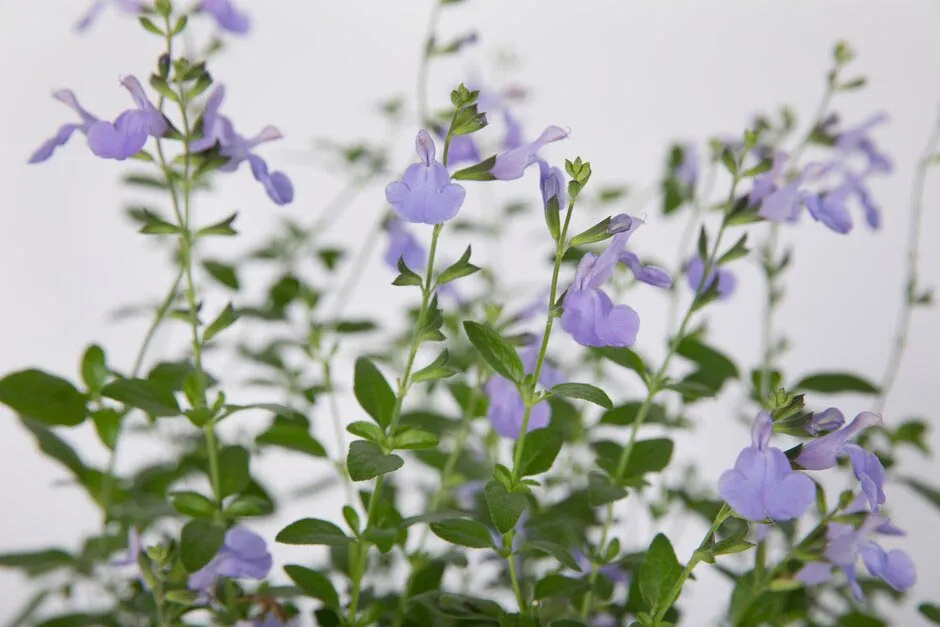 Salvia microphylla 'Delice Aquamarine'. Shortlisted for Chelsea Plant of the Year. RHS Chelsea Flower Show 2021. RHS / Sarah Cuttle