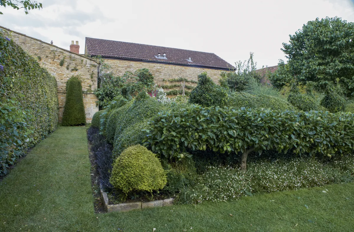 The vegetable garden is built over deeper soil than the rest of the garden and is surrounded by box hedging and topiary, and by a pleached apple tree underplanted with Erigeron karvinskianus