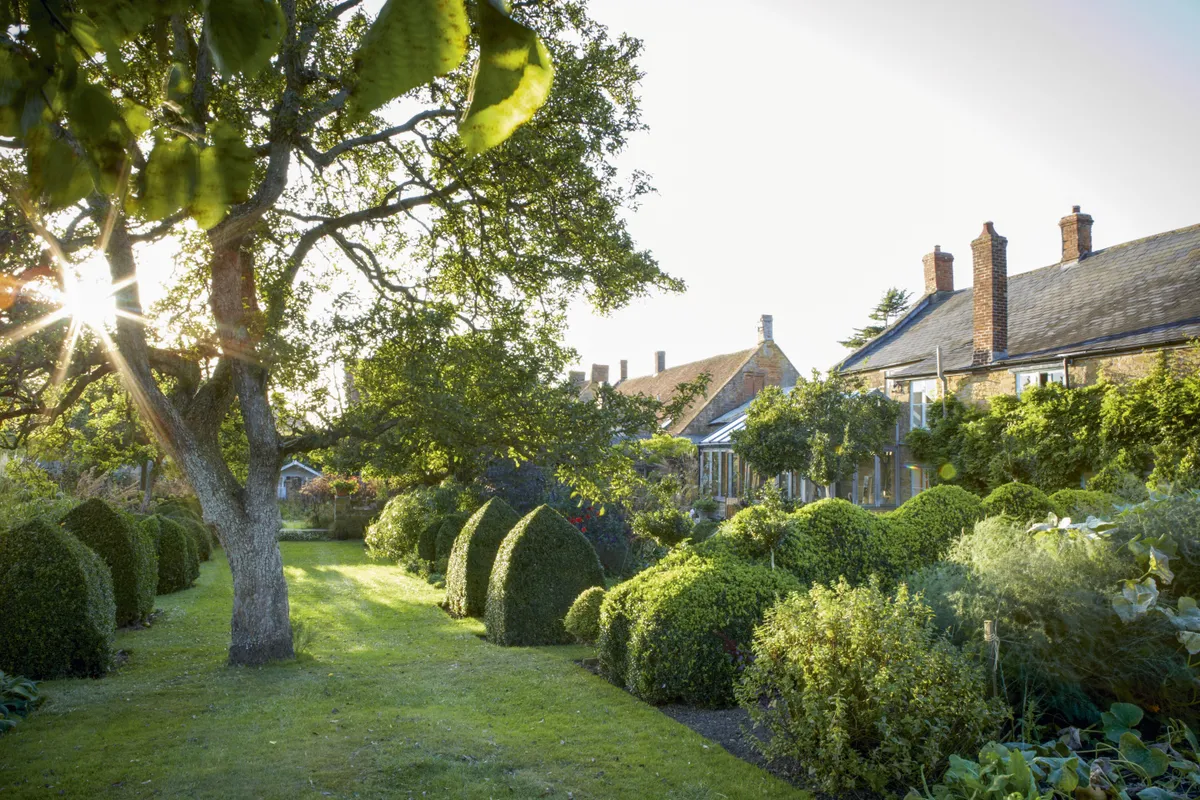 What was once a wide lawn with wavy borders around the edges is now an area of wide borders with generous walkways between them, dominated by hawthorn trees and topiary shapes, and the old pear tree, the sole plant to be retained from the original garden.