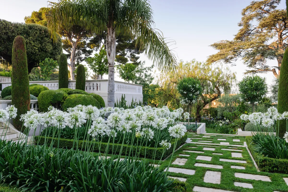 The bright, white heads of Agapanthus praecox ‘Albiflorus’ look sensational beneath a royal palm, Roystonea regia, while mature pines, Pinus pinea, frame the view out to the Mediterranean. The formal design of this entrance garden, which was laid out in the 1960s, has been refined by replanting the agapanthus beds, which had become congested, and refreshing the soil. Low box edging was replaced with more drought- tolerant Myrsine africana.