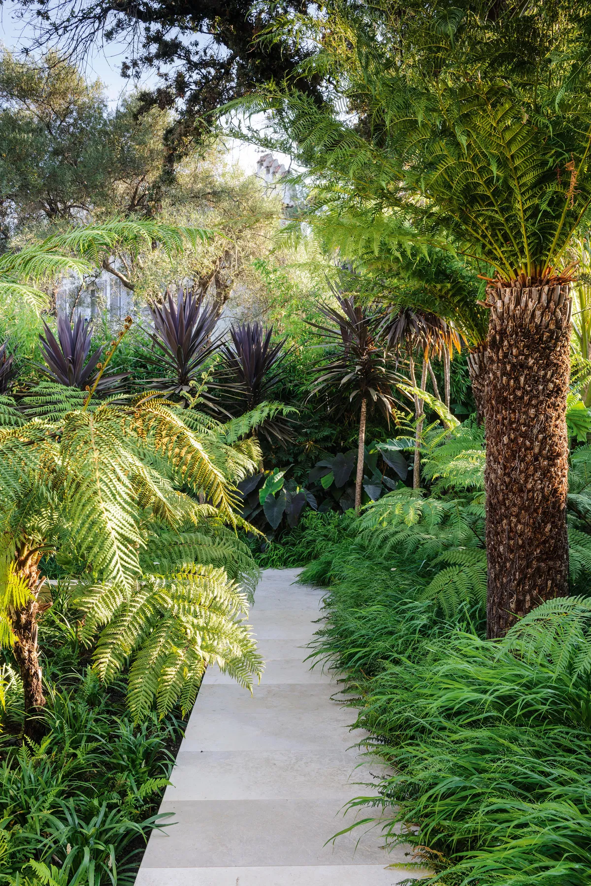 The pathway at the top of the garden leads through two types of tree fern (Dicksonia antarctica, right, and Cyathea australis, left) and is softened by the arching stems of ferns and Hakonechloa macra grass. Red-leaved Cordyline australis Purpurea Group, underplanted with Colocasia esculenta ‘Black Magic’, adds depth to the planting.