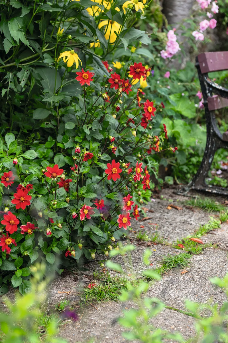 Dahlia ‘Topmix Red’, with Rudbeckia laciniata, continuing the garden’s fiery colour scheme