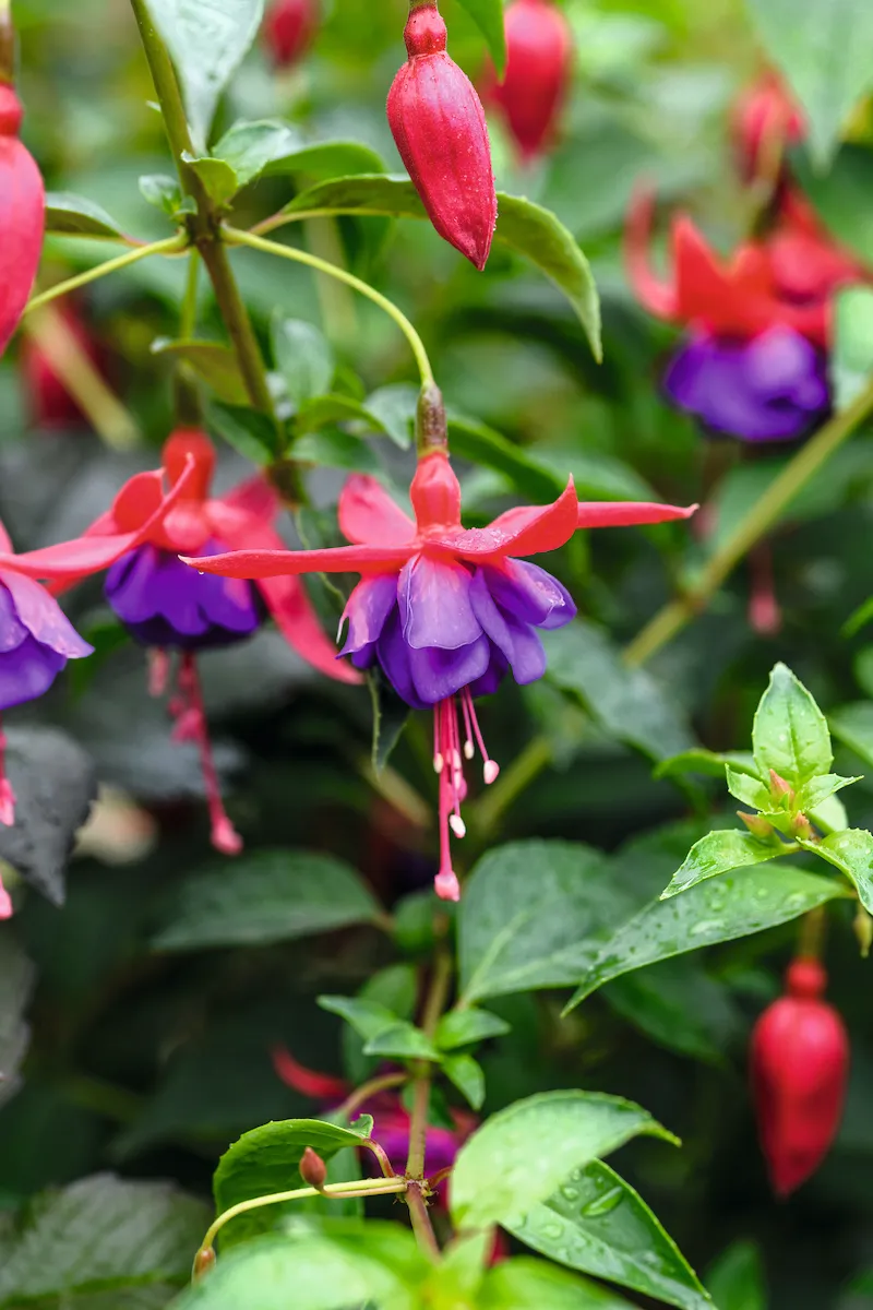 A transplanted fuchsia, donated by one of the street’s residents. Many of the plants are gifts from neighbours who love to use the garden