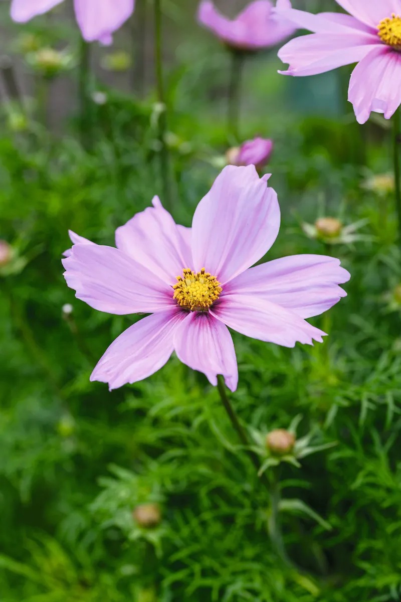Cosmos are dotted through the garden to provide late-summer colour