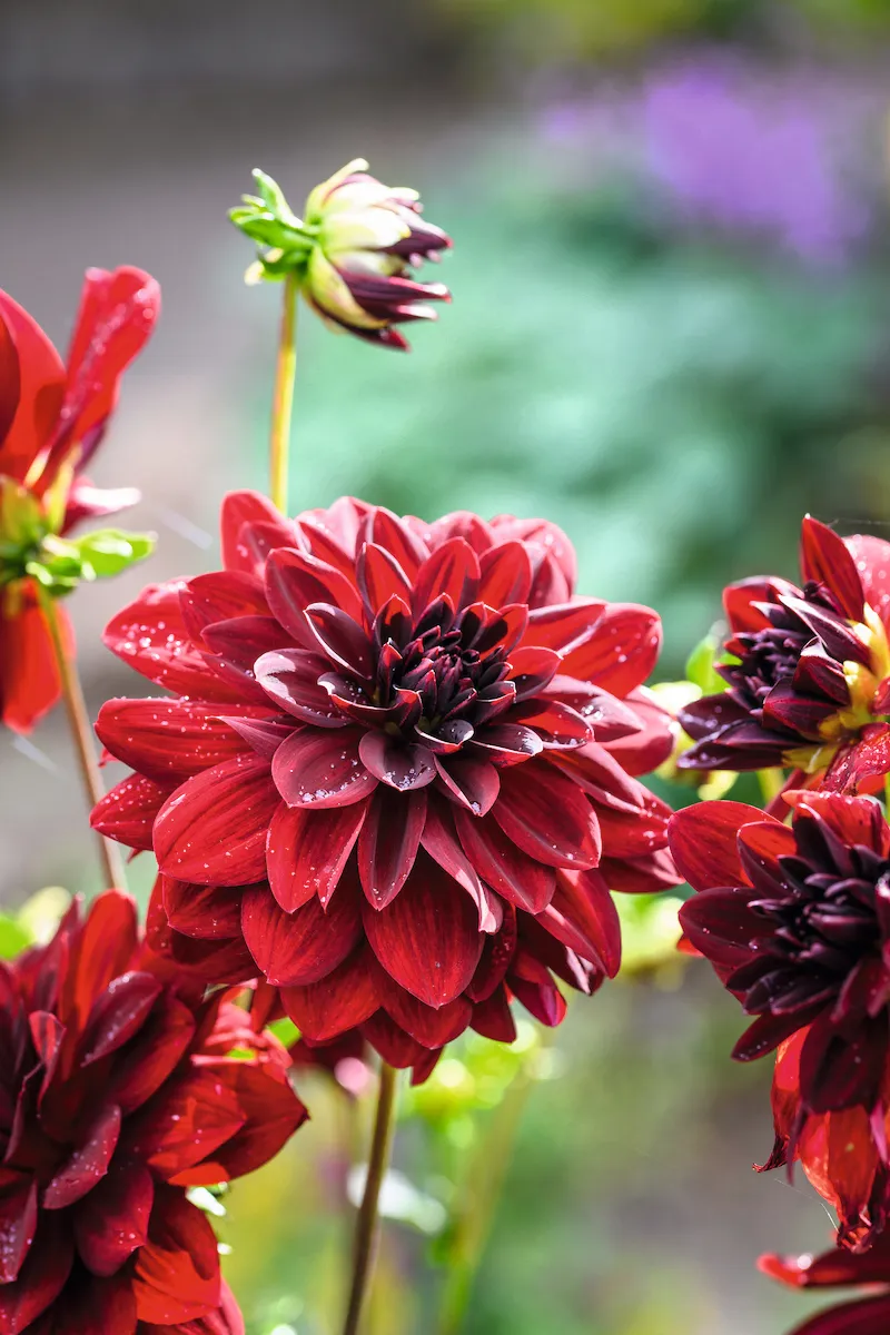 A deep-red strain of Dahlia ‘Sunset Mixed’ fits into the park’s rich and intense colour scheme