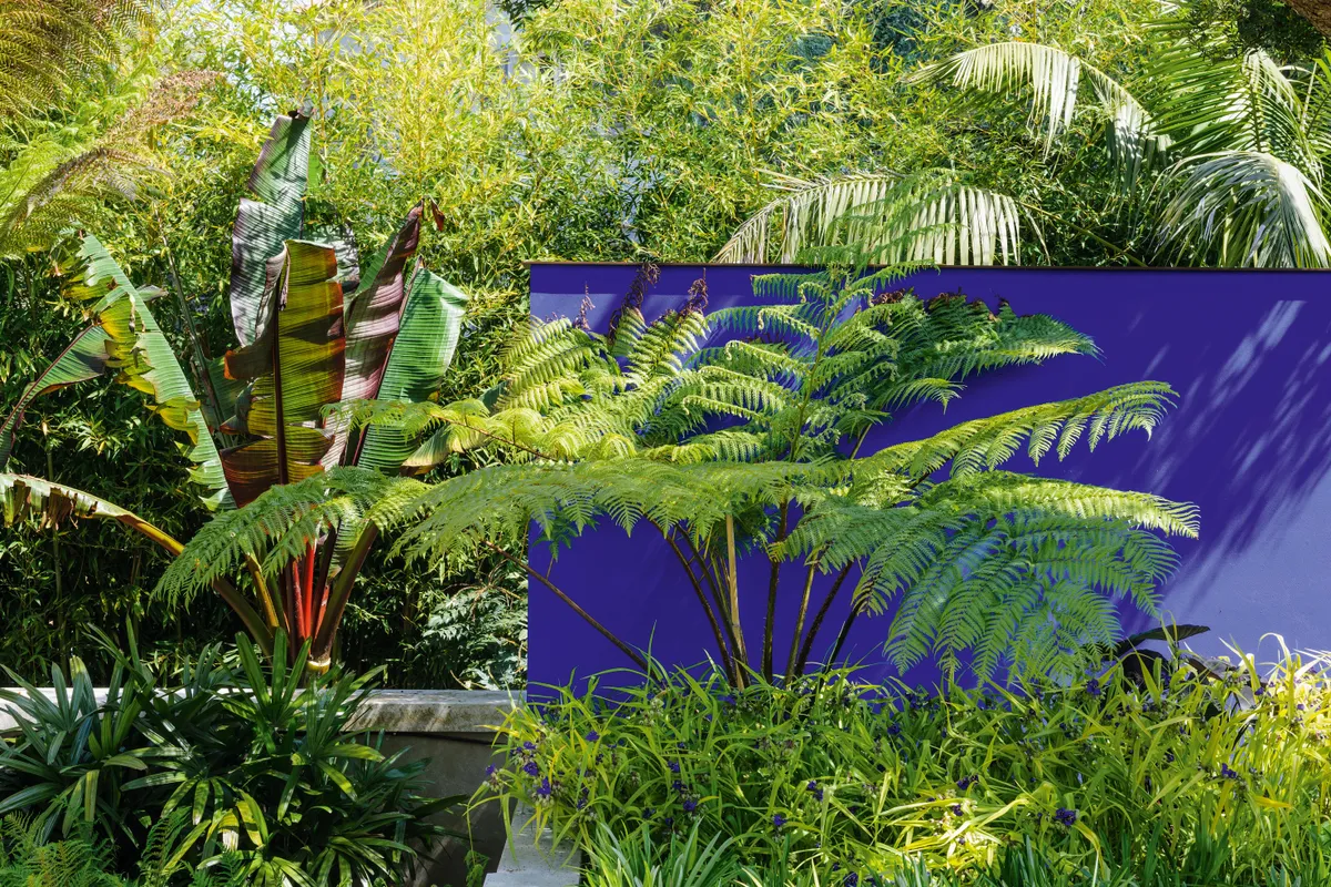 The upright Ensete ventricosum ‘Maurellii’, with its paddle-shaped leaves, adds tones of burgundy to the predominantly green planting around the feature wall against the backdrop of an existing screen of bamboo. The strappy leaves of Rhapis excelsa (left) create textural contrast.
