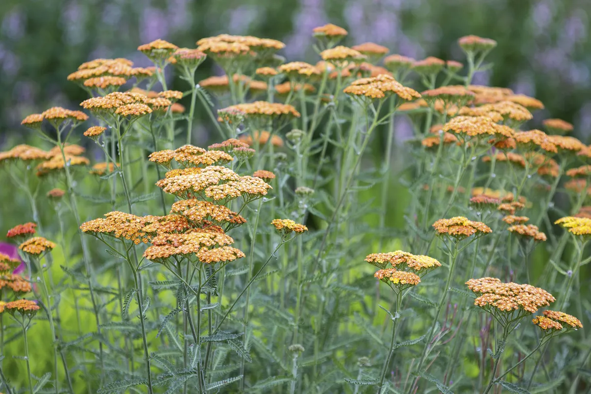 Achillea ‘Inca Gold’ Flowers are an unusual shade of terracotta that fades and changes to yellow across the season. Loves full sun and dislikes being overcrowded or shaded out. 75cm. RHS H7.