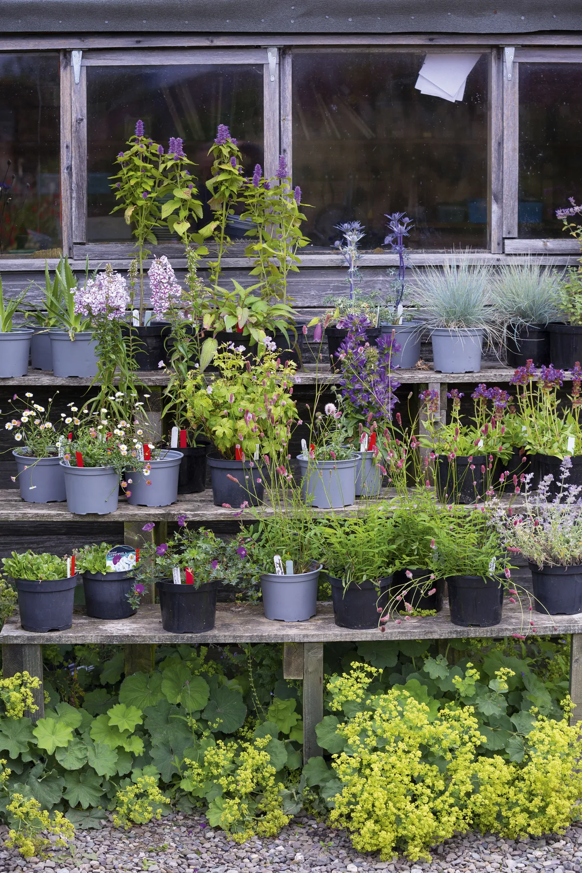 Benches in front of the potting shed display an eclectic mix of plants for sale, including Phlox paniculata ‘Bright Eyes’, Agastache ‘Blackadder’, Helictotrichon sempervirens, Erigeron karvinskianus and Prunella grandiflora.