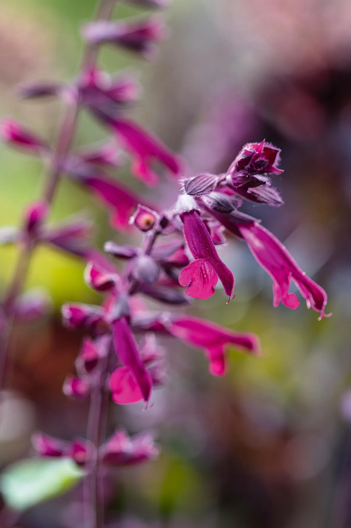 Salvia Love and Wishes (= ‘Serendip6’)
