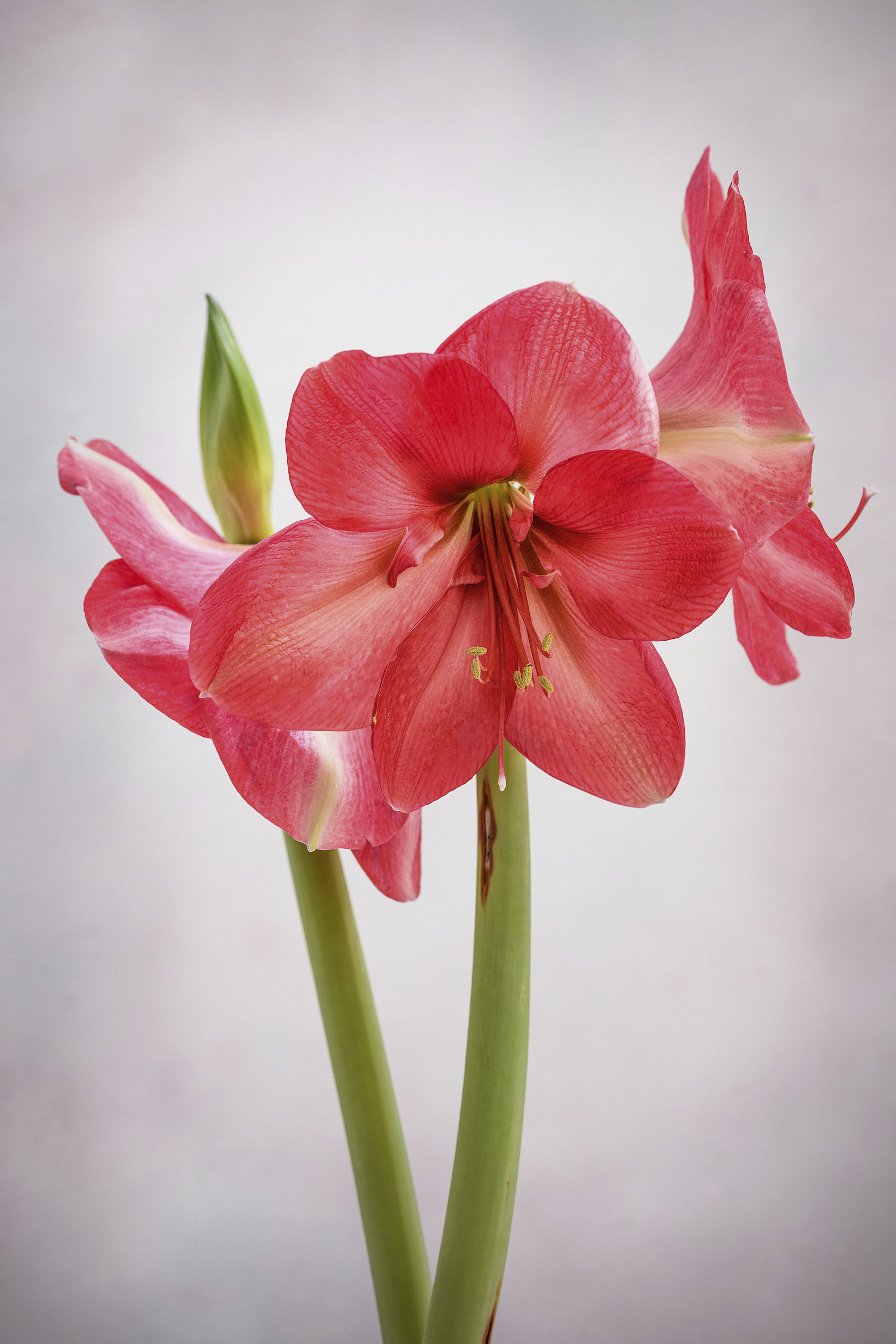 Hippeastrum How To Care For And Keep
