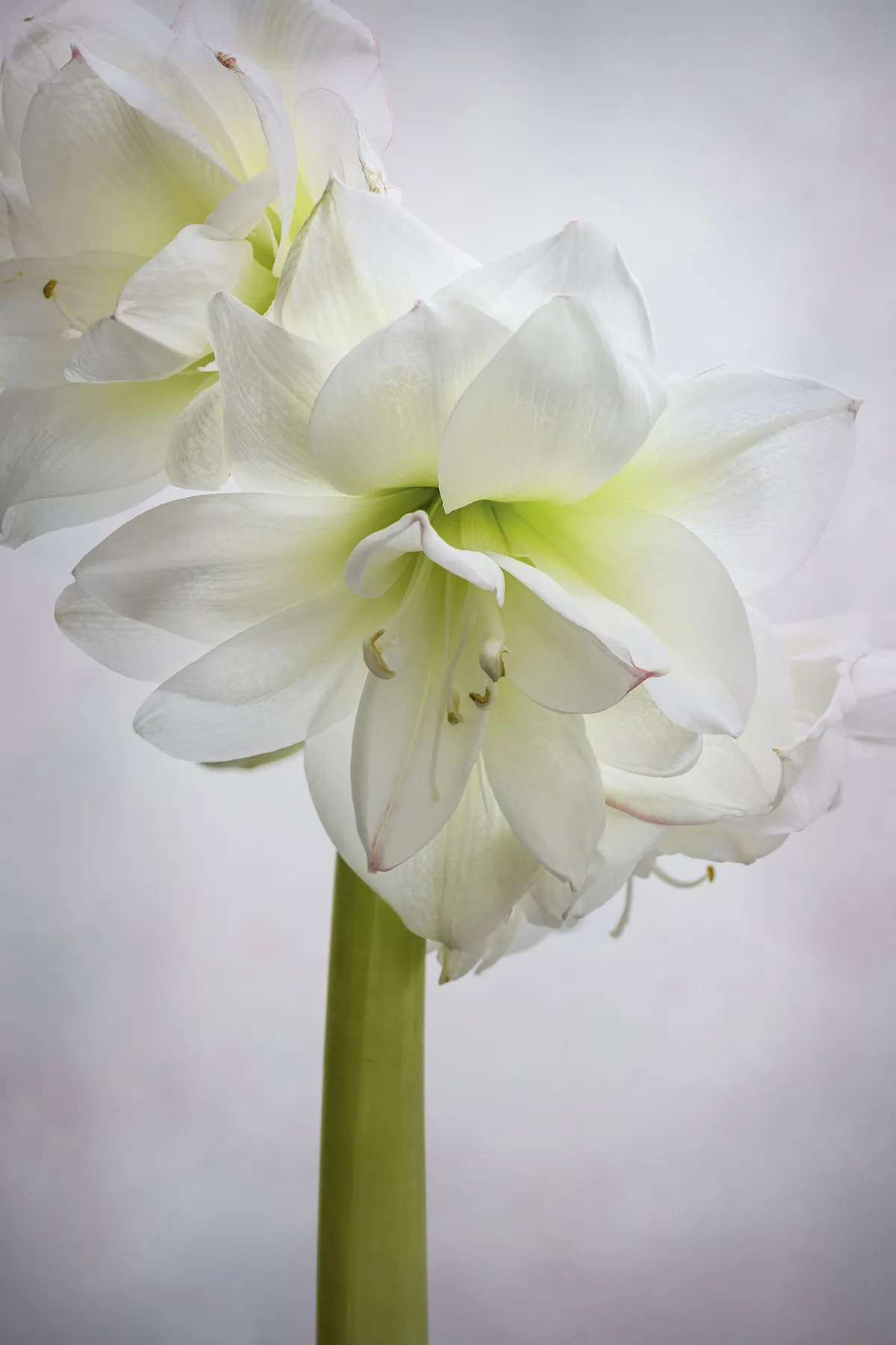 ippeastrum ‘Snow White’ A double-flowered amaryllis with multiple petals and heavy blooms. The stems will need staking to take the flowers’ weight but there’s no denying this is one of the most voluptuous cultivars around. 60cm.