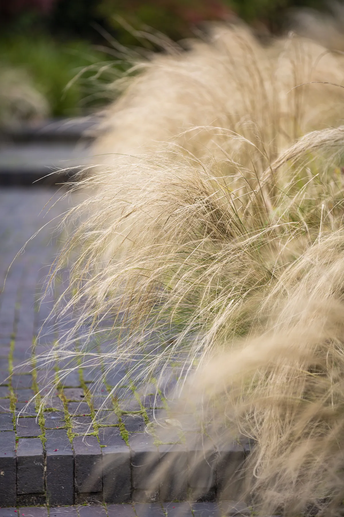 Stipa tenuissima Compact yet arching grass. Full sun and good drainage; can take exposure. 60cm. AGM*. RHS H4, USDA 7a-10b