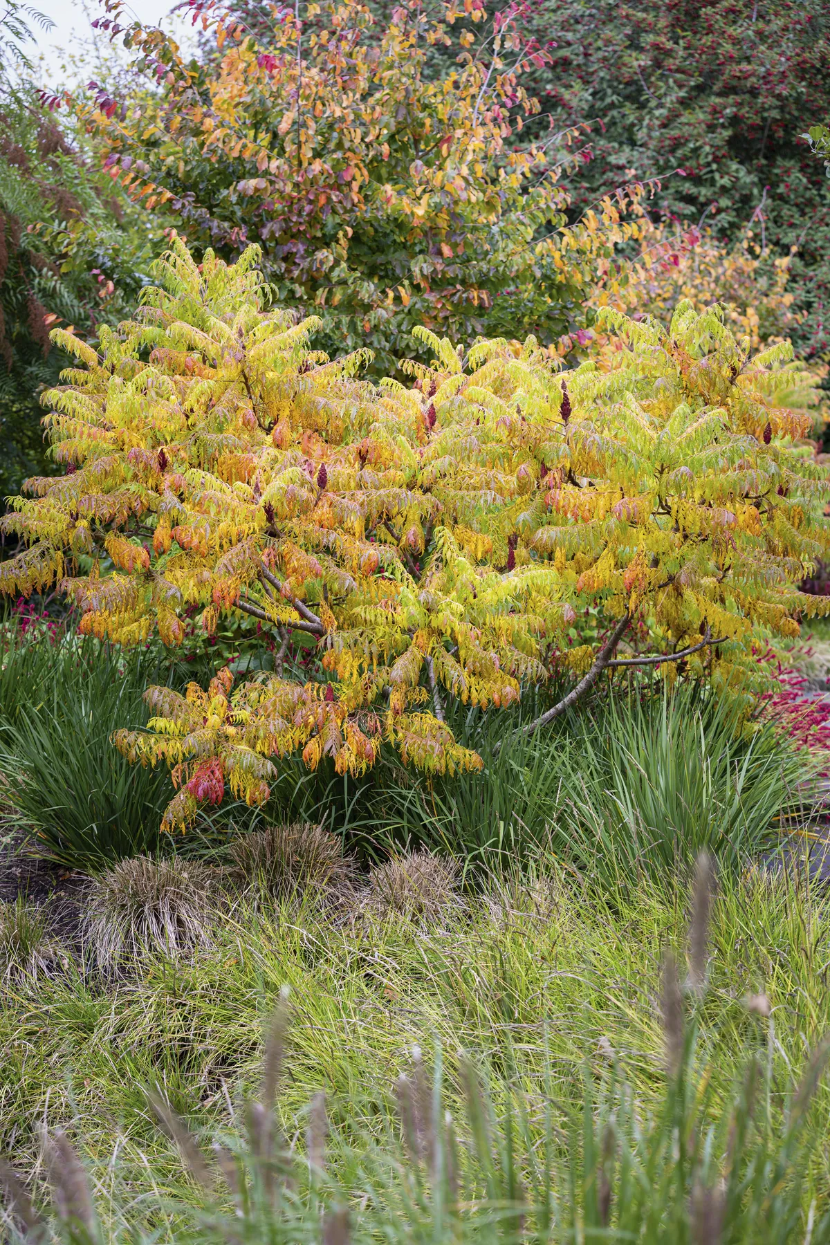 A trio of Rhus typhina ‘Dissecta’ already existed to the side of this sloping site and their intense autumn colour is picked up all over the garden, including in the pair of multi-stemmed Parrotia persica behind them.