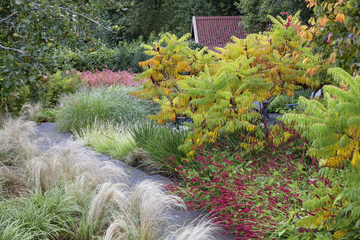 A path of dark-grey brick is flanked on the left side by fluffy Stipa tenuissima, with the green foliage of Libertia chilensis and searing-pink Persicaria amplexicaulis ‘Amethyst’ to the right. Beyond the auburn-tinged flowerheads of Pennisetum alopecuroides ‘Hameln’, a bank of Euonymus alatus (burning bush) flames away. The autumn hues of the cut-leaved stag’s horn sumac (Rhus typhina ‘Dissecta’) and Persian ironwood (Parrotia persica) in the foreground harmonise with the cabin roof at the garden’s end.
