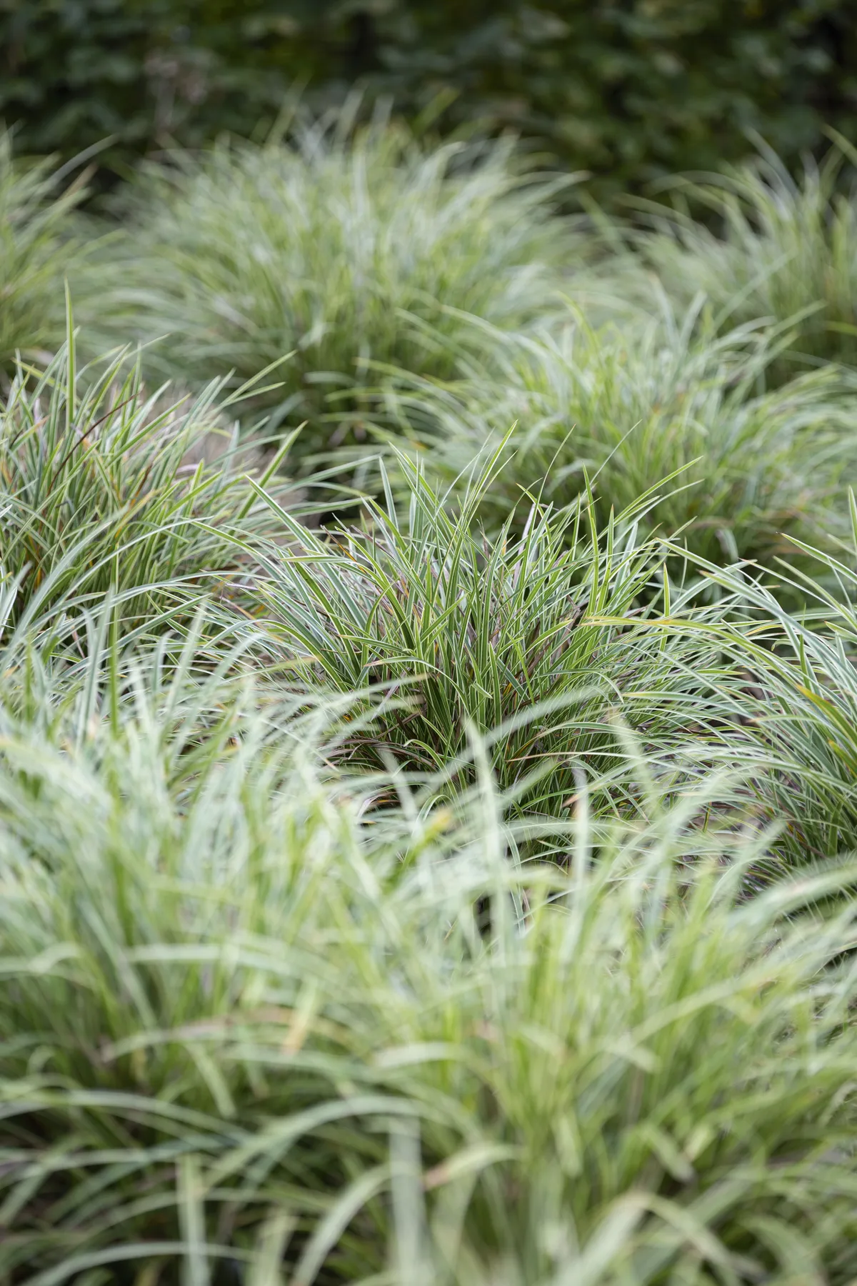 Carex ‘Ice Dance’ Easy-going and slow-growing evergreen sedge; any aspect and any well-drained soil. 50cm. RHS H6, USDA 5a-9b†. 