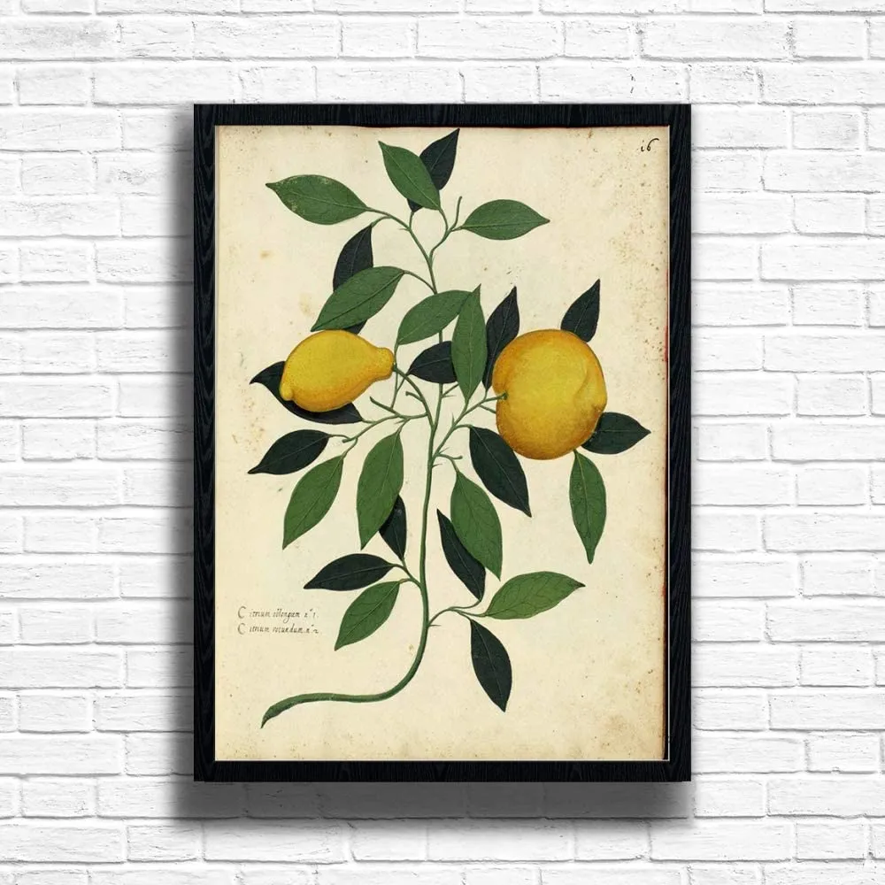 lemon botanical