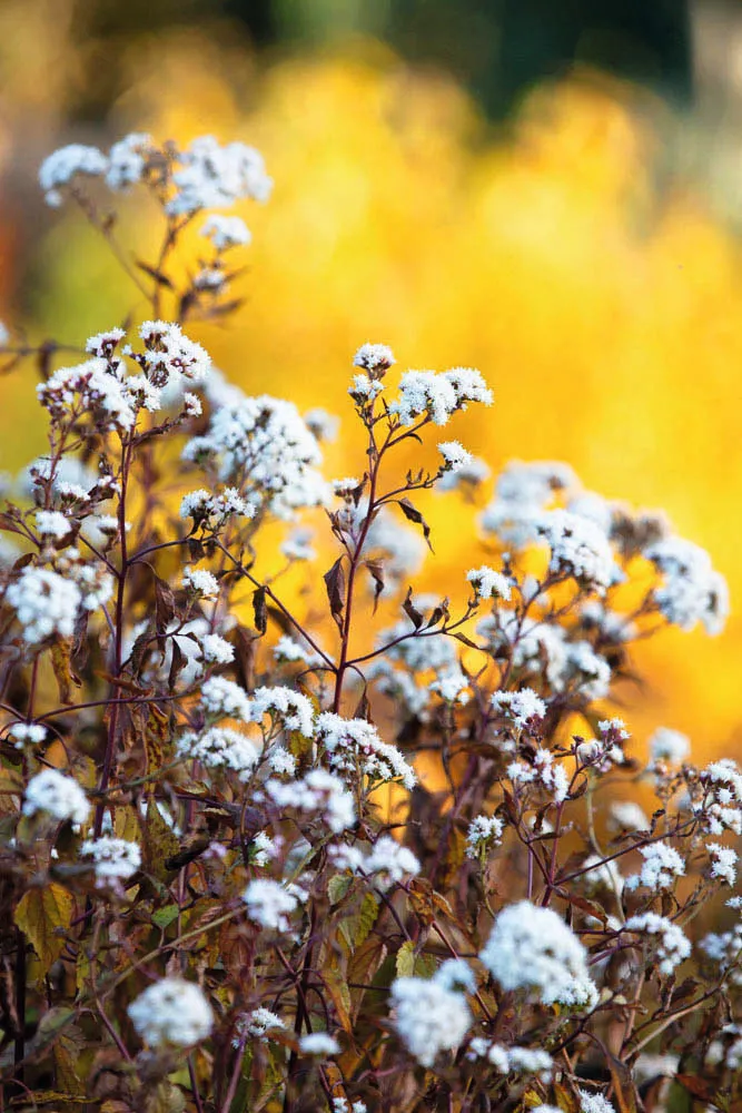 Ageratina altissima ‘Chocolate’ Bronze leaves and long-lasting white flowers; needs moisture. 1m. RHS H5, USDA 4a-8b.