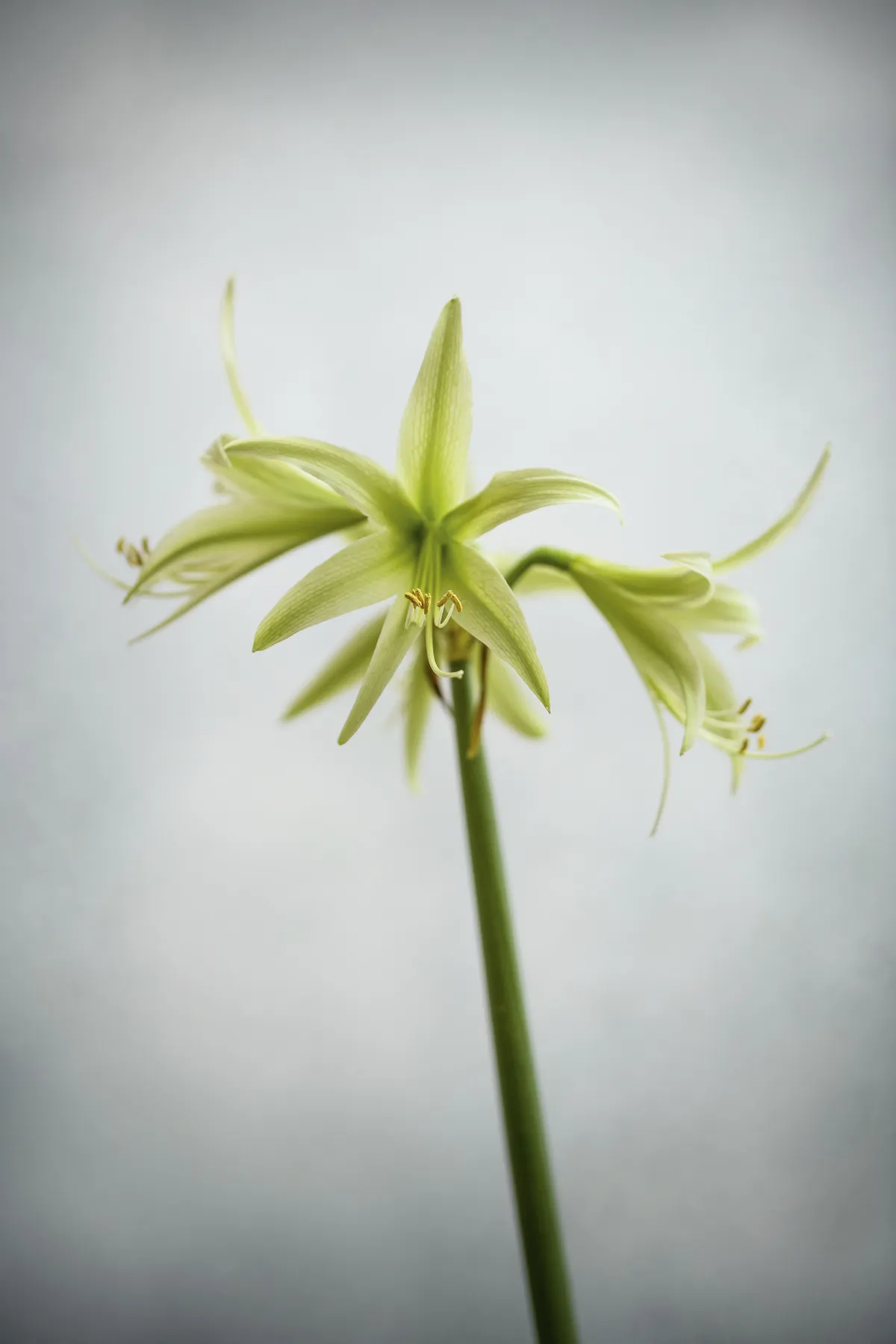  Hippeastrum ‘Evergreen’ Its narrow, flaring petals are lime green, becoming darker towards the centre of the flower, from where the green stamens protrude. It belongs to the Spider Group and must be one of the most subtle and stylish amaryllis. 50cm. AGM*. RHS H2.