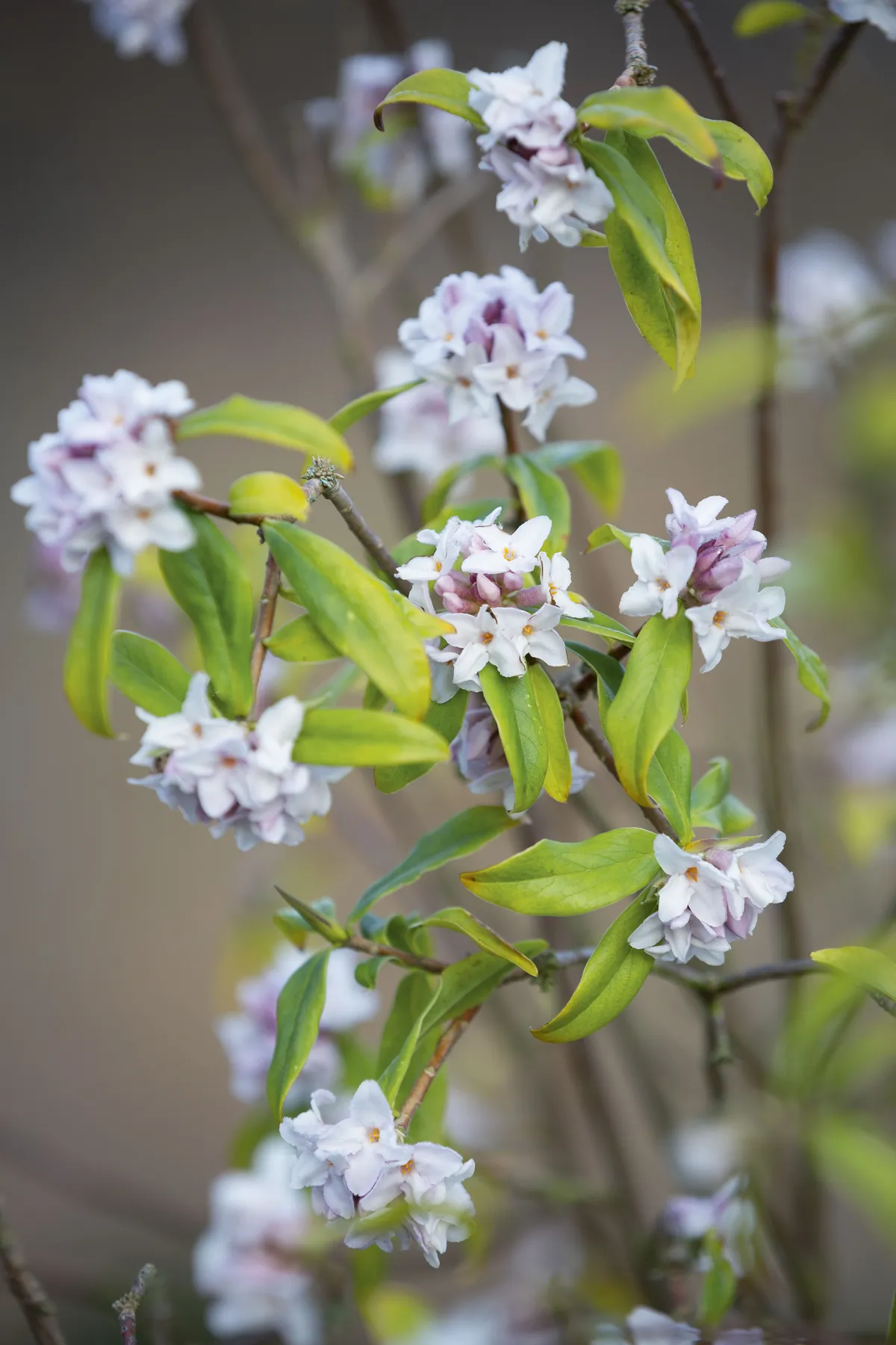 Daphne bholua 10 Daphne bholua A beautiful shrub with semi-evergreen foliage and heavily scented, star-shaped, A beautiful shrub with semi-evergreen foliage and heavily scented, star-shaped pinkish white pinkish-white flowers in late winter. 3m x 1.5m. RHS H4.