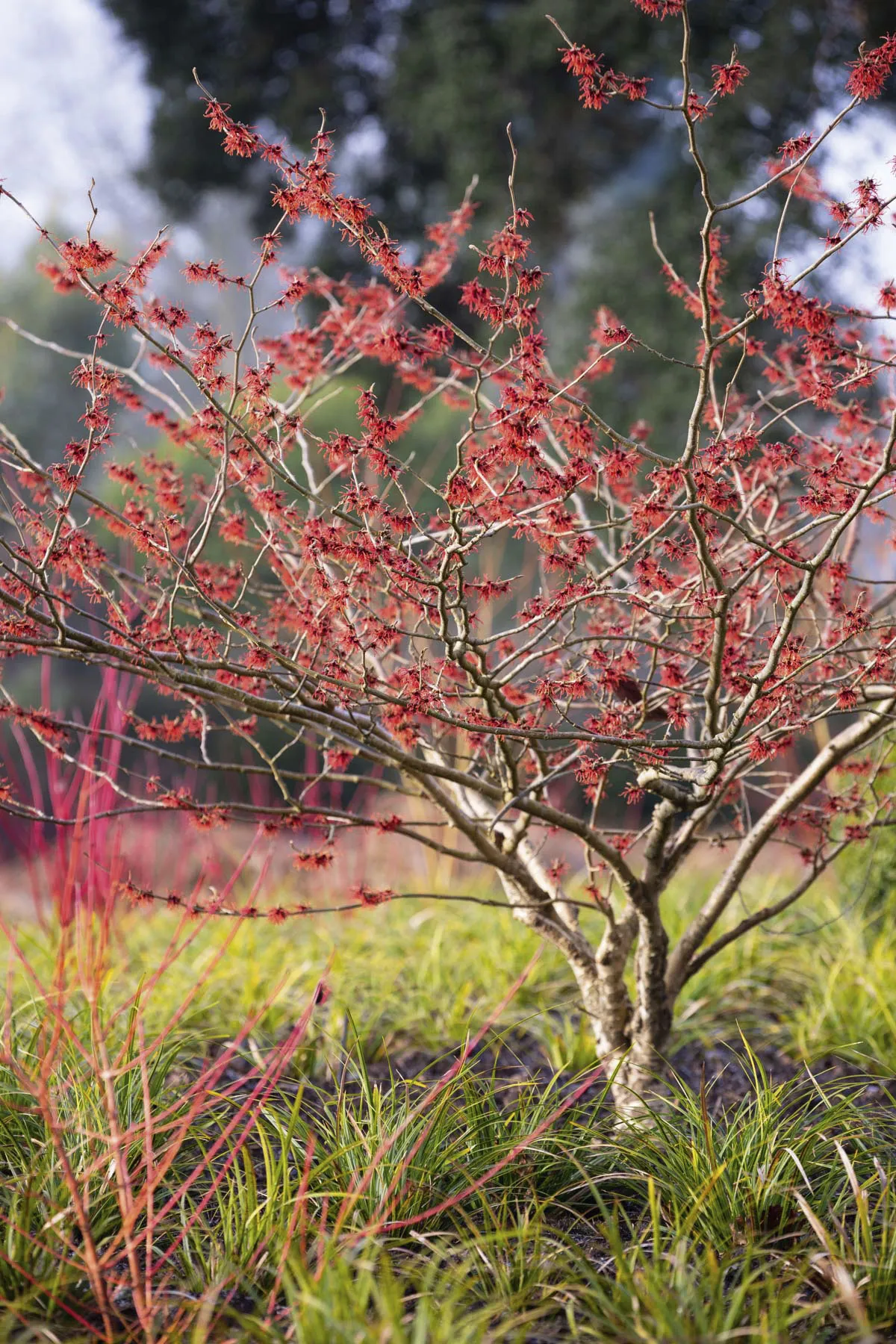 Hamamelis x intermedia ‘Carmine Red’ A large, spreading, deciduous shrub with leaves that turn vibrant autumnal shades before falling, and lightly scented, coral-red flowers in late winter. 3m x 4m. RHS H4, USDA 5a-9b.