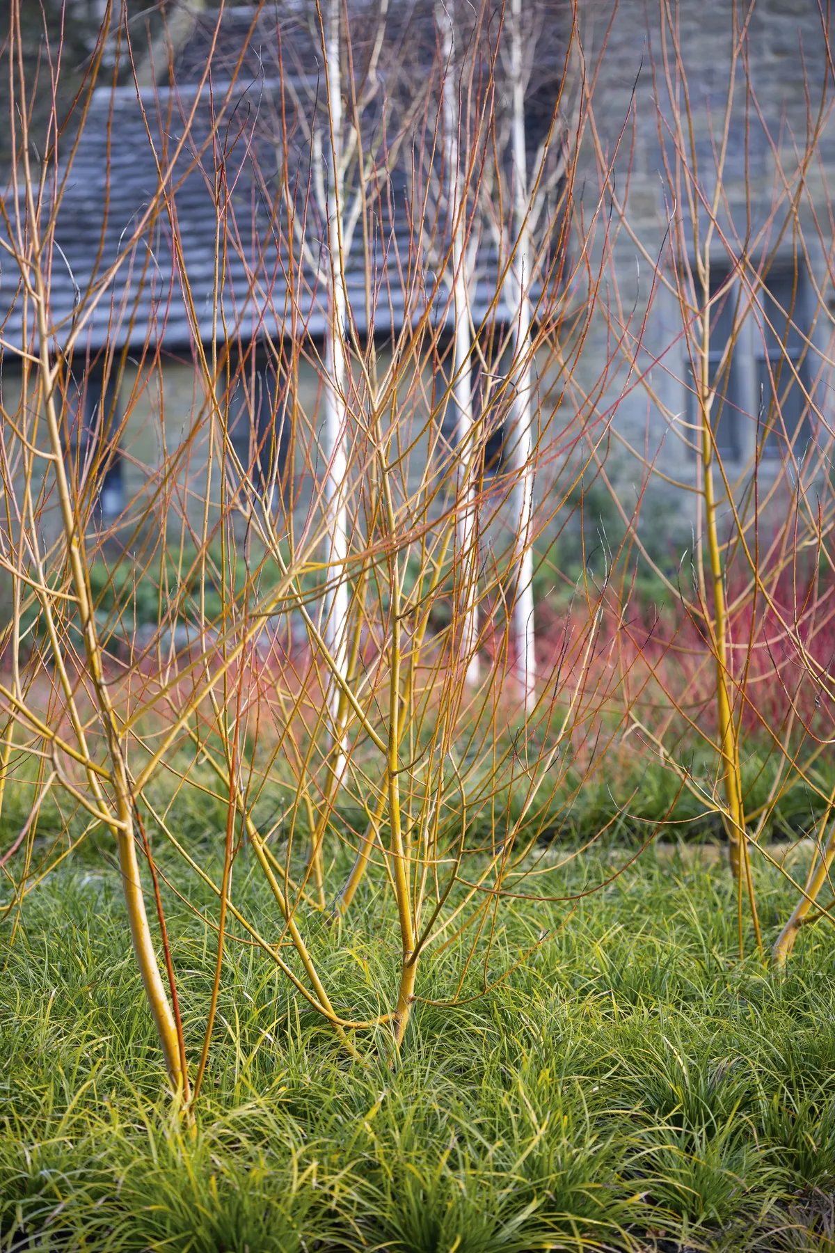 Salix alba ‘Hutchinson’s Yellow Bark’ A deciduous tree often coppiced or stooled to promote young growth. After leaf fall, new stems glow an intense yellow. 10m x 5m. RHS H6.