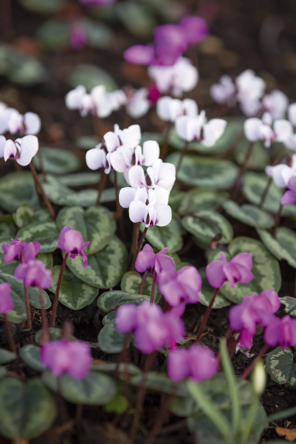 Cyclamen coum A summer-dormant, bulbous perennial with attractive round leaves that appear through winter and spring, alongside glowing pink and white flowers. 10cm x 10cm. AGM. RHS H5.