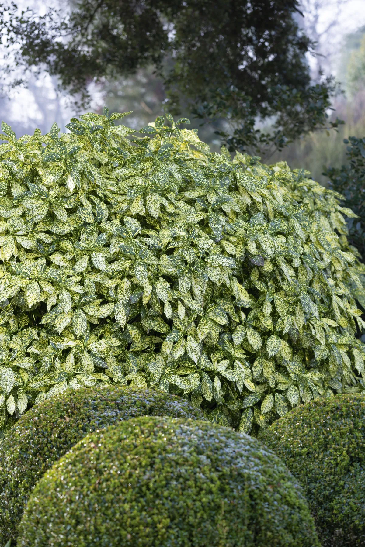 Aucuba japonica ‘Crotonifolia’ A resilient evergreen that will cope with dry and shade, having large, waxy green leaves that are peppered with pale-yellow marks. 3m x 3m. RHS H5, USDA 7a-9b.