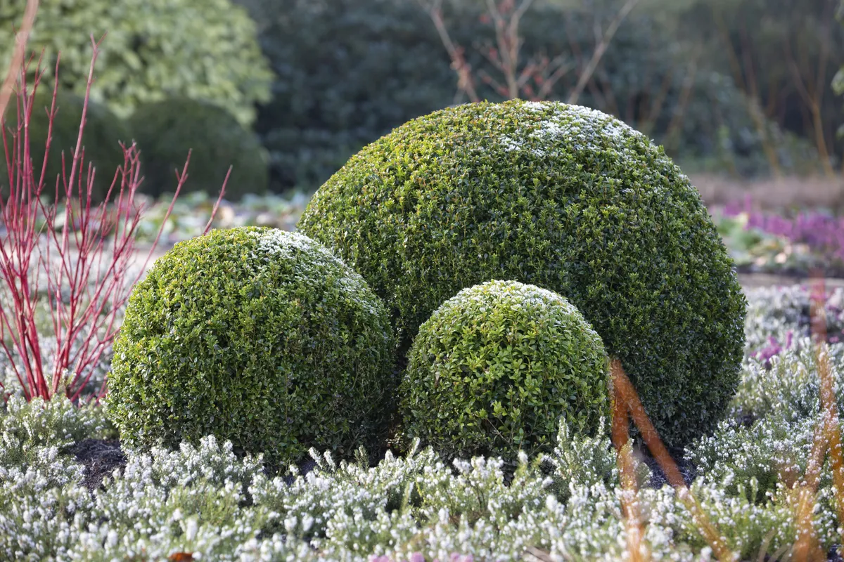 Buxus sempervirens 3 Buxus sempervirens Small, oval, evergreen leaves on this dense shrub, which is often used for topiary and hedging. Small, oval, evergreen leaves on this dense shrub that is often used for topiary and h
