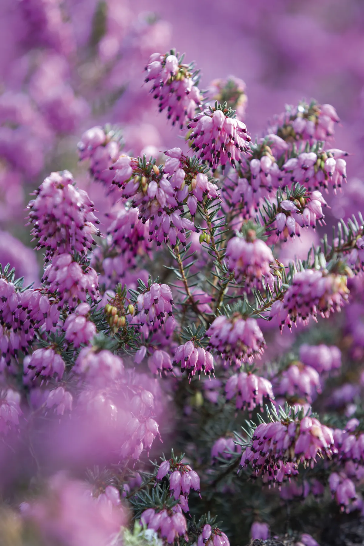 Erica x darleyensis ‘Rubina’ A decorative, winter-flowering pink form of this sprawling shrub that will spread to form a low, evergreen mound. 40cm x 80cm. RHS H5, USDA 5a-8b.