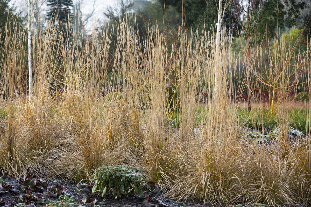 Pennisetum alopecuroides ‘Little Bunny’ Smaller in stature than the straight species, this perennial, clump-forming grass has fluffy seedheads that endure the worst of the winter weather. 60cm x 60cm. RHS H3, USDA 5a-9b.