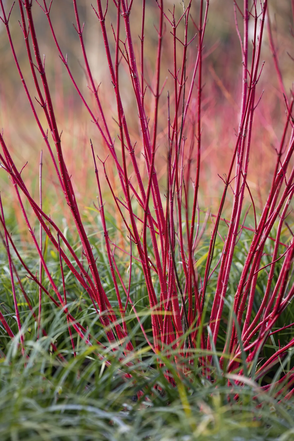 Cornus alba ‘Sibirica’ 6 Cornus alba ‘Sibirica’ A suckering, deciduous shrub forming a thicket of colourful red stems, becoming conspicuous A suckering, deciduous shrub forming a thicket of colourful red stems, becoming conspicuous after a colourful leaf fall in autumn. 2.5m x 2m. AGM*. RHS H7, USDA 3a-7b.