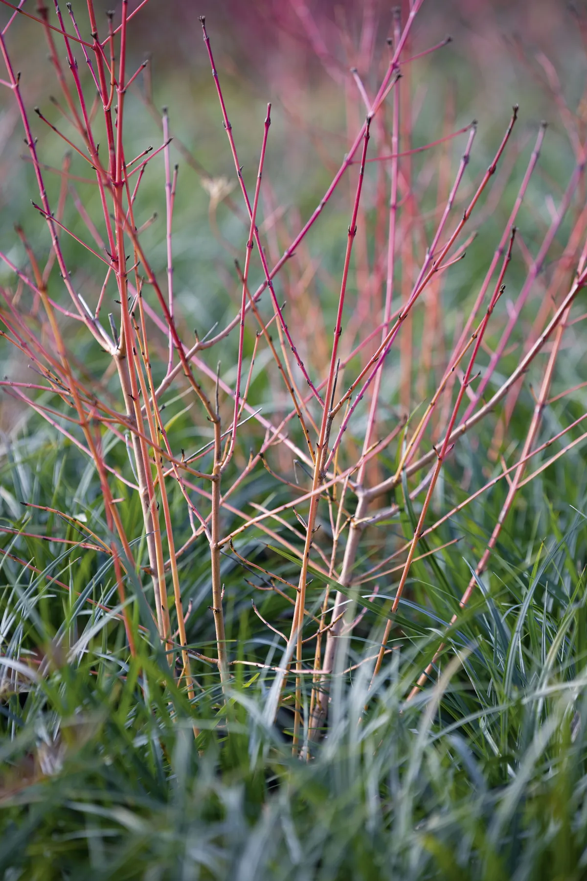 Cornus sanguinea ‘Midwinter Fire’ 7 Cornus sanguinea ‘Anny’s Winter Orange’ A spreading shrub with buttery-yellow autumn foliage that falls to reveal yellow stems. An upright shrub with buttery-yellow autumn foliage that falls to reveal yellow stems, which These change to orange and then red at the tips. 2m x 1.5m. RHS H6, USDA 5a-7b.