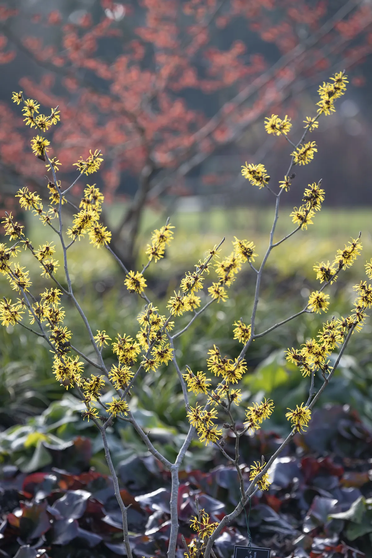 Hamamelis mollis A winter-flowering shrub with clusters of scented, yellow flowers conspicuously held on bare stems and golden foliage as leaves fall in the autumn. 4m x 4m. RHS H5, USDA 5a-8b.