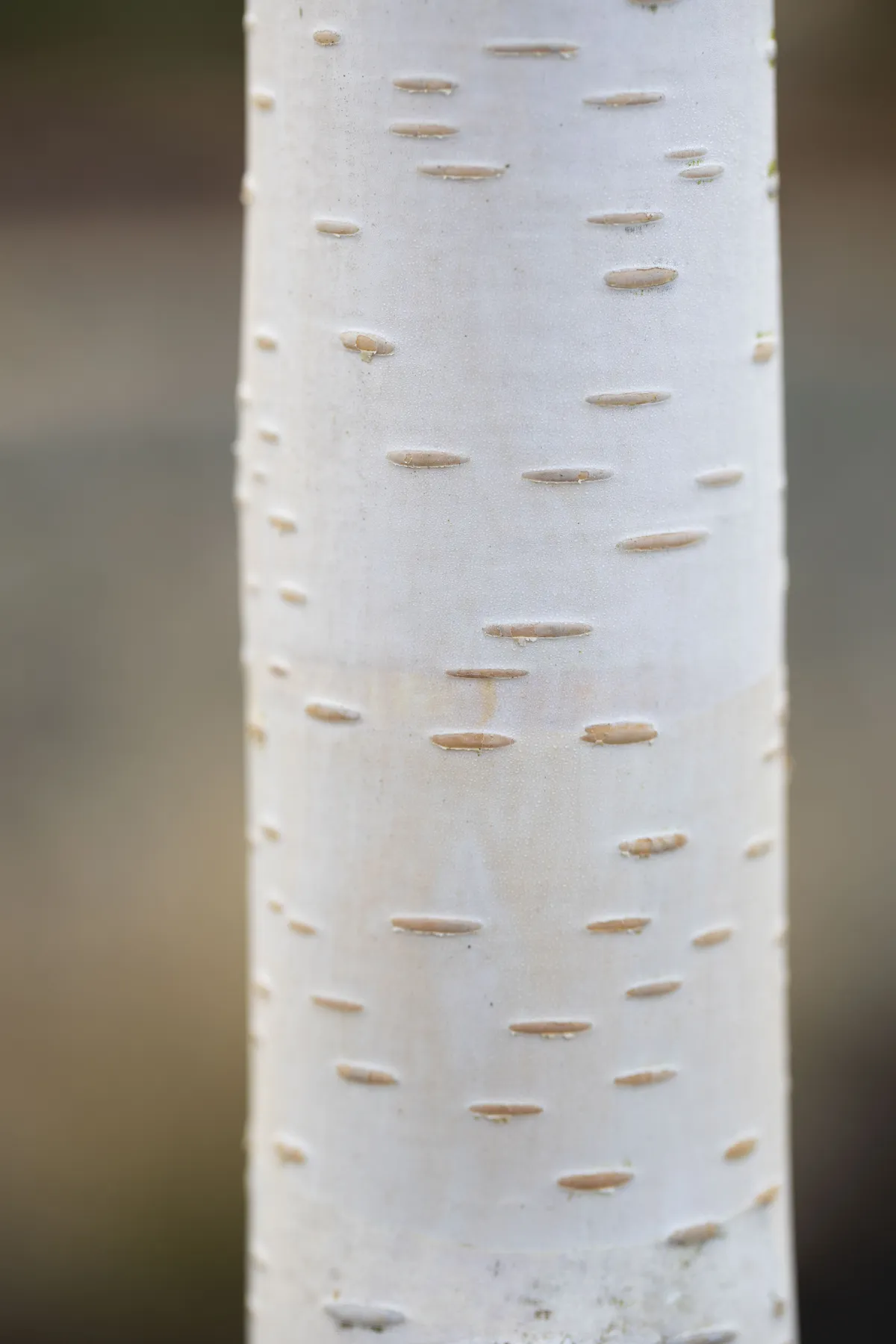 Betula utilis var. jacquemontii An elegant deciduous tree with small leaves and spring catkins, although it’s often grown for its striking white bark that glows at dusk. 10m x 6m. RHS H7, USDA 5a-6b.