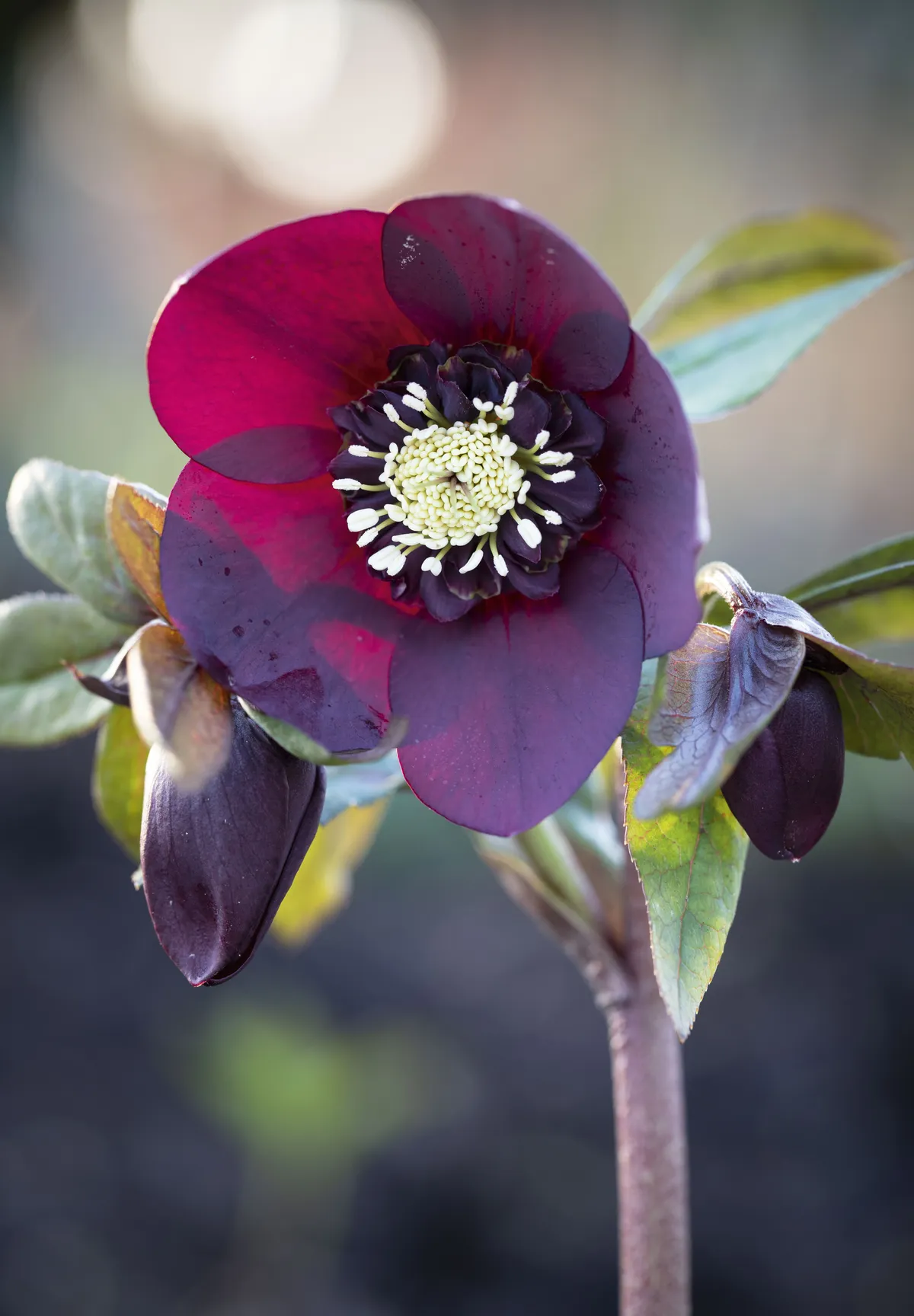 Helleborus x hybridus ‘Red Lady’ Semi-evergreen, leathery palmate leaves throughout the year with nodding, cupped burgundy flowers from late winter into early spring. 40cm x 40cm. RHS H7, USDA 4a-9b.