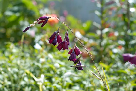 Dierama pulcherrimum 'Blackbird'  Cottage garden design, Purple garden,  Sensory garden