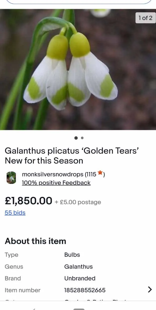 Tweet by Lou Nicholls (@loujnicholls), a head gardener and galanthophile who was following the auction of snowdrop 'Golden Tears' on eBay