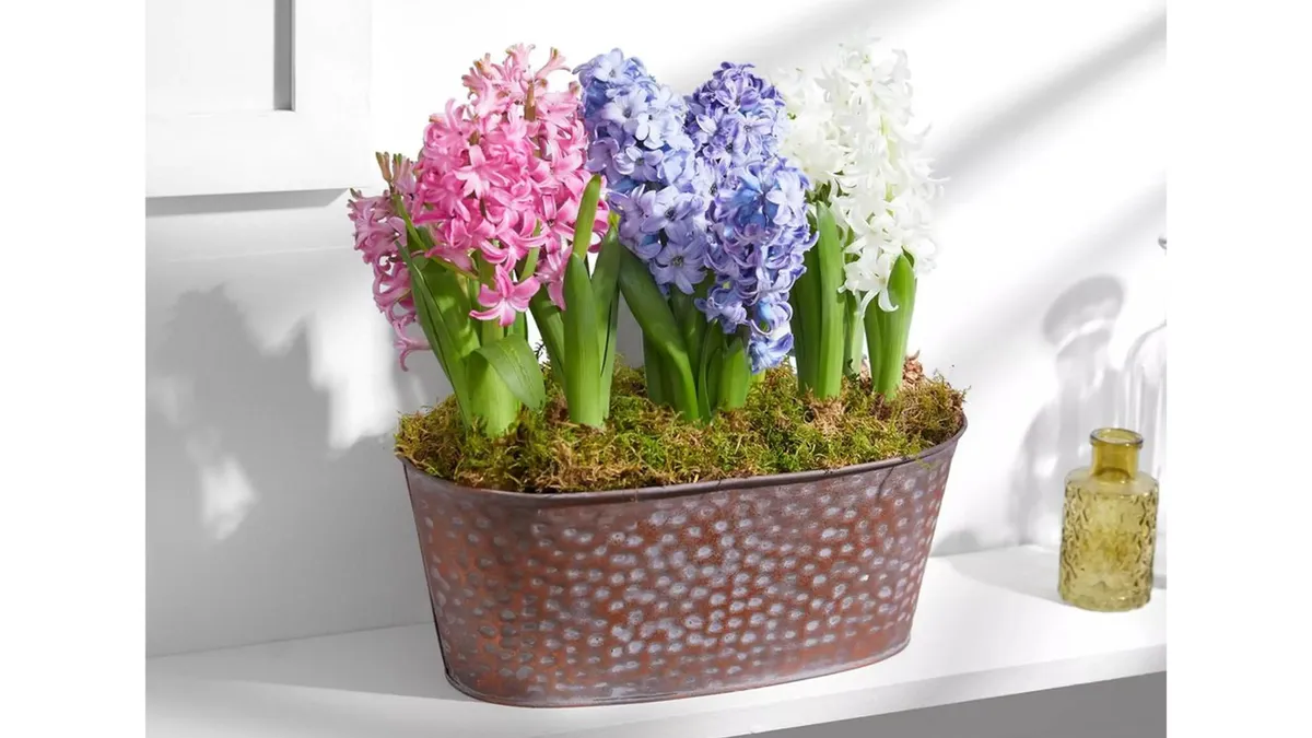 Hyacinth Trough on a white shelf