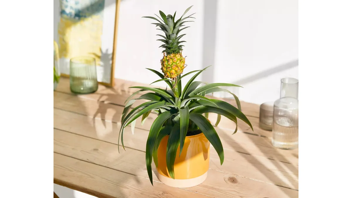 Pineapple Plant on a table