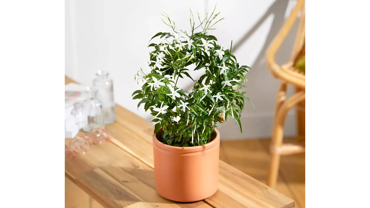 Potted Jasmine plant on a table