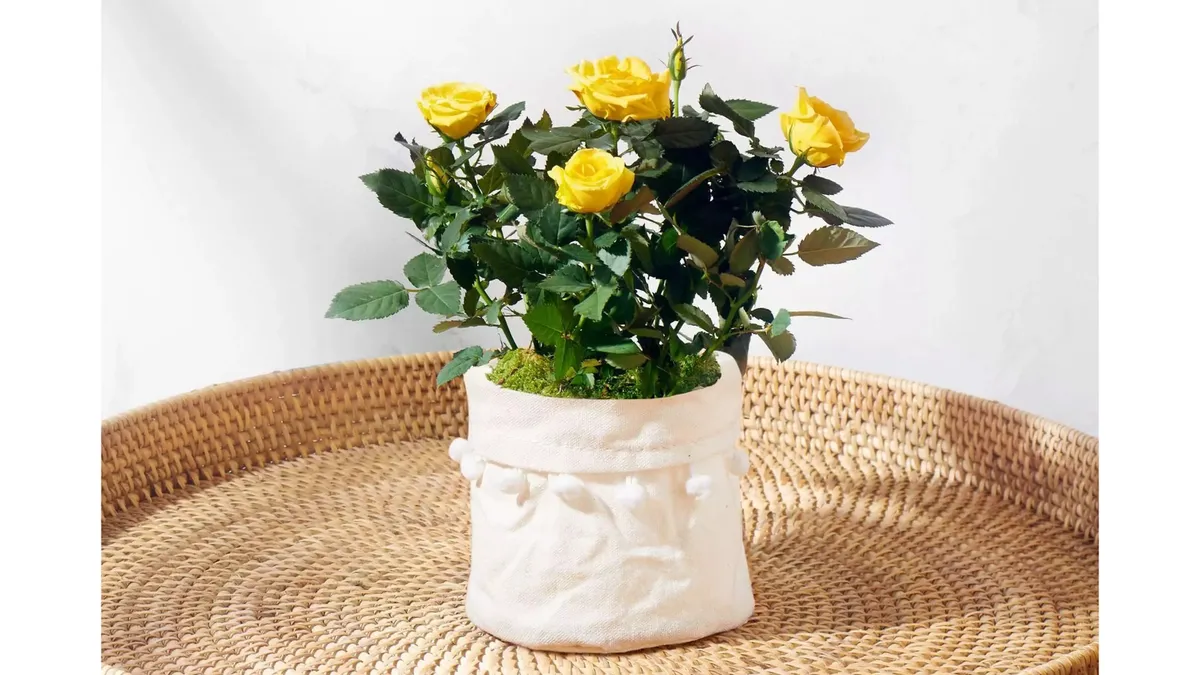The Yellow Friendship Rose plant in a cloth bag