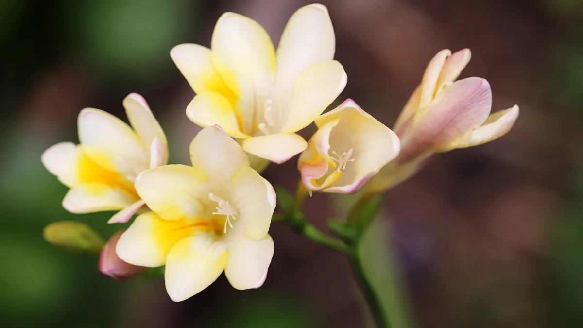 Yellow Freesia flowers