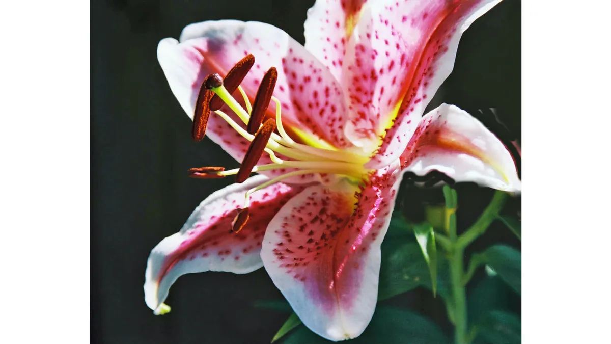 Pink and white lily