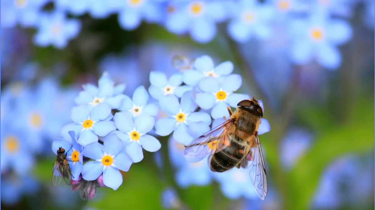 Forget-Me-Nots with bee and fly on them
