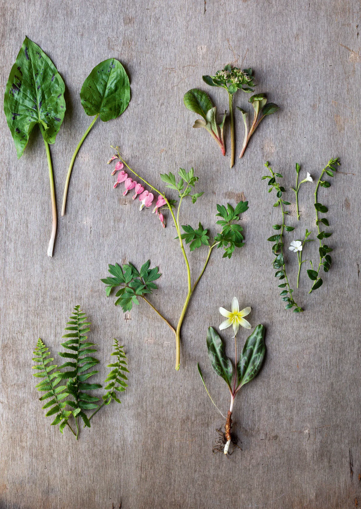 Plants used in Jenny Barnes' woodland pot. © Richard Bloom